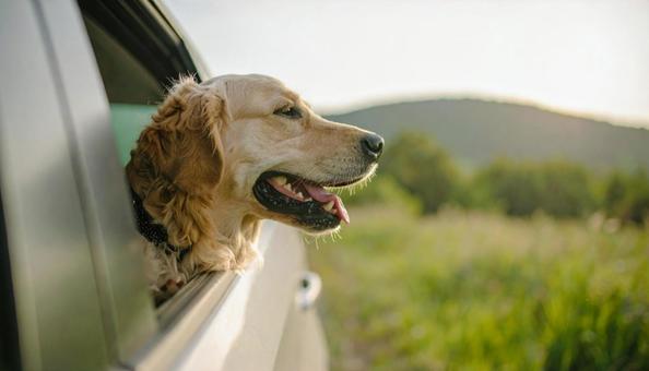 飼い主の帰りを待って窓の外を見ている犬 飼い主の帰りを待って窓の外を見ている犬の写真