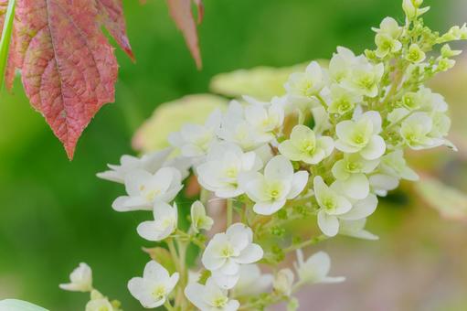 カシワバアジサイ⑷の写真