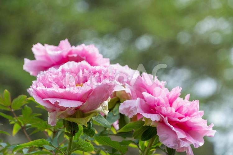 華やかに咲くピンクの牡丹 牡丹,花,ピンクの写真素材