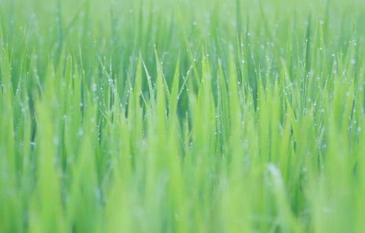 Rice field after the rain, water droplets②, JPG
