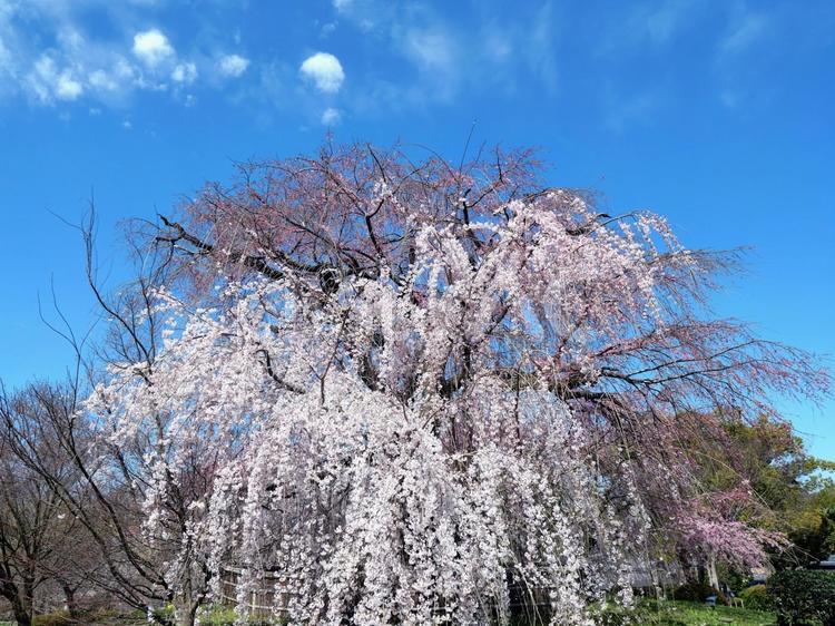 枝垂れ桜 桜,サクラ,枝垂れ桜の写真素材