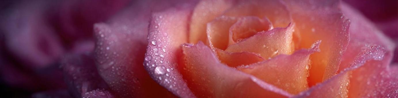 Rose petals with sparkling water droplets header_2, rose, rose, flower, JPG