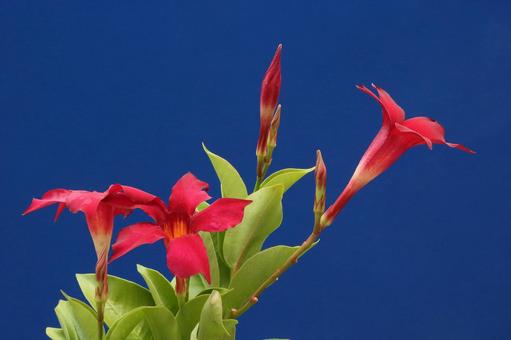サンパラレルの花 サンパラレルの花の写真