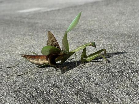 強風に耐えるカマキリ カマキリ,虫,秋の写真素材