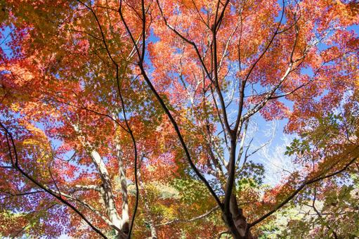 秋の気配・青空に映えるモミジの紅葉 秋の気配・青空に映えるモミジの紅葉の写真