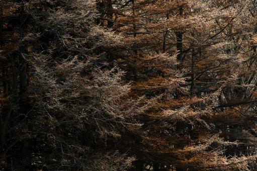 霜をまとい、白く輝く冬の木々の枝 カラマツ,霜,茶色の写真素材