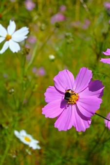 秋風に揺れるコスモス 秋風に揺れるコスモス 自然,花,秋の写真素材