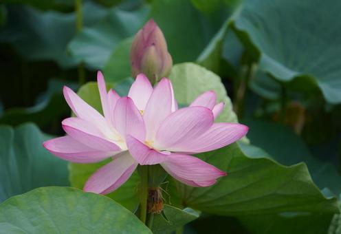 ハスの花 ハスの花 ハス,ハスの花,花の写真素材