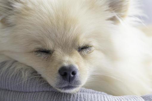 ポメラニアン【生後約8か月】 ポメラニアン,ふわふわ,もふもふの写真素材