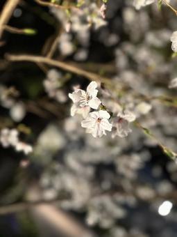 รูปถ่าย, ต้นเชอร์รี่, ฤดูใบไม้ผลิ, คืน, 