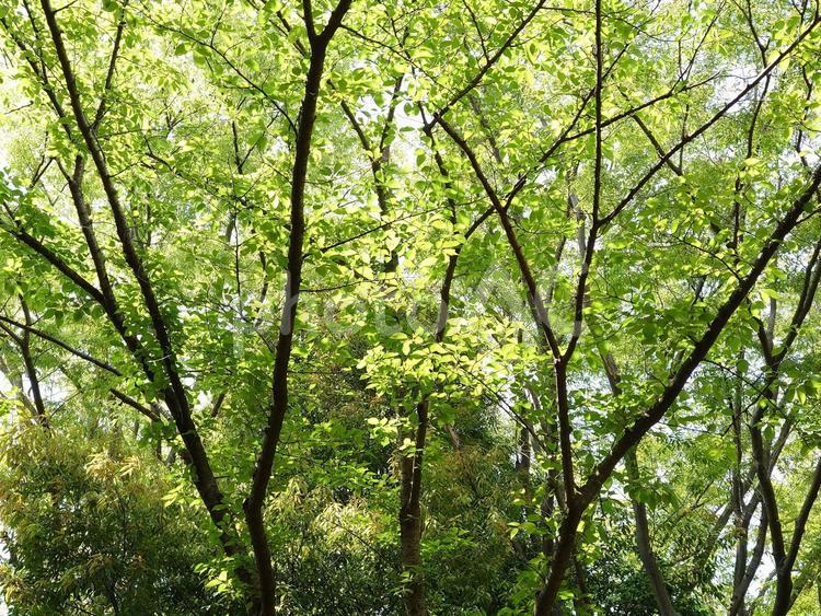 さわやかなグリーン・自然の美 テクスチャ,グリーン,木の写真素材