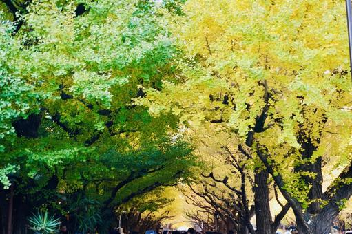 銀杏並木のトンネル 秋,風景,背景の写真素材