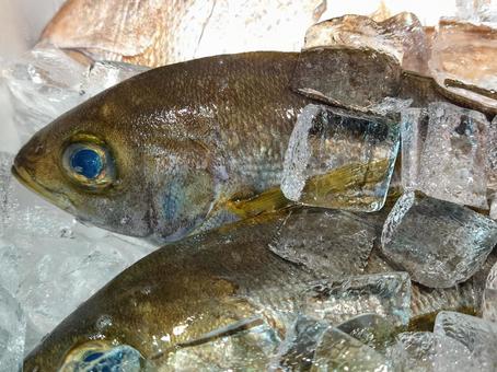鮮魚 イサキ 鮮魚 イサキの写真