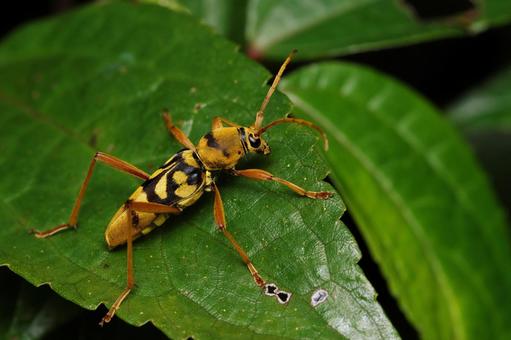 ヨツスジトラカミキリ ヨツスジトラカミキリ,トラカミキリ,カミキリの写真素材