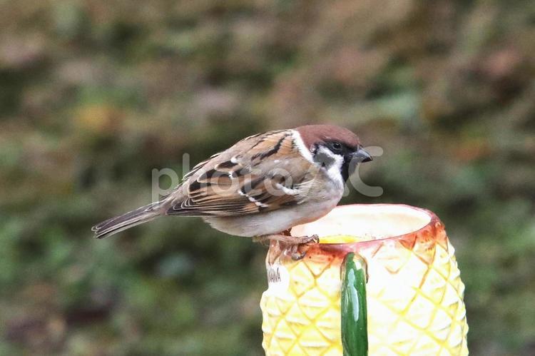 すずめとみかん 野鳥,小鳥,スズメの写真素材