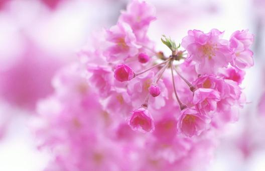 cherry blossoms, JPG