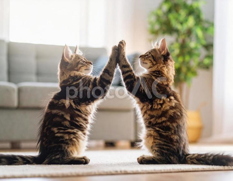 じゃれあいながらハイタッチをする子猫2 ねこ,子猫,じゃれあいの写真素材