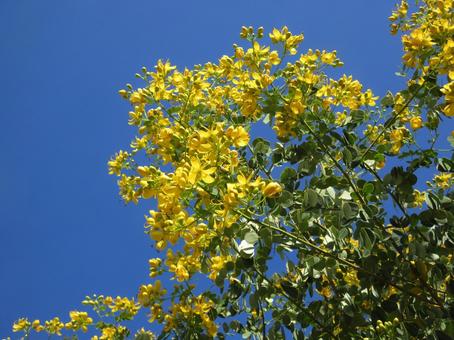 ナンバンサイカチ  ０５ ナンバンサイカチ,ゴールデンシャワー,花の写真素材