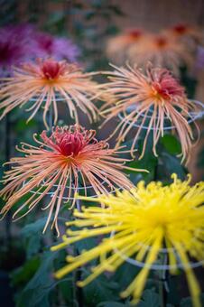 オレンジの菊の花 菊,キク,菊の花の写真素材