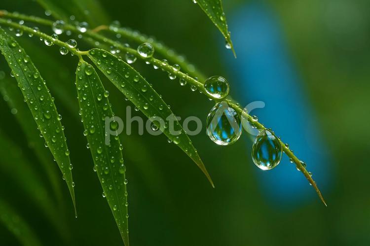 雨粒宿る竹の葉 竹葉,雨粒,水滴の写真素材