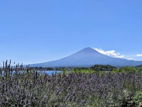 大石公園で見る夏の富士山 大石公園で見る夏の富士山の写真