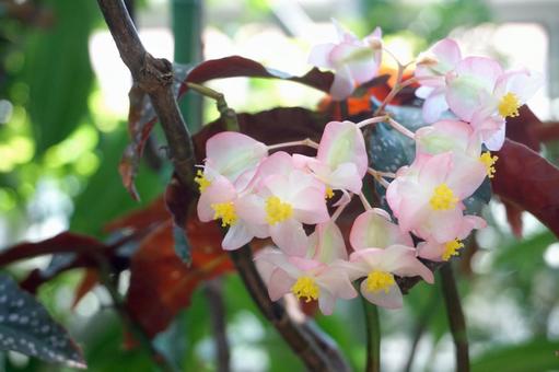 ベゴニア ベゴニア,花,flowerの写真素材