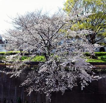 桜 桜の写真