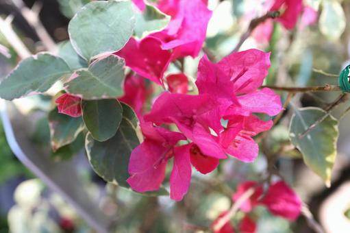ブーゲンビリアの写真