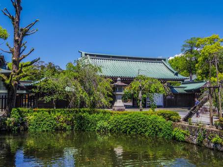 【静岡県】三島市・三嶋大社 三嶋大社,伊豆国一宮,三島市の写真素材
