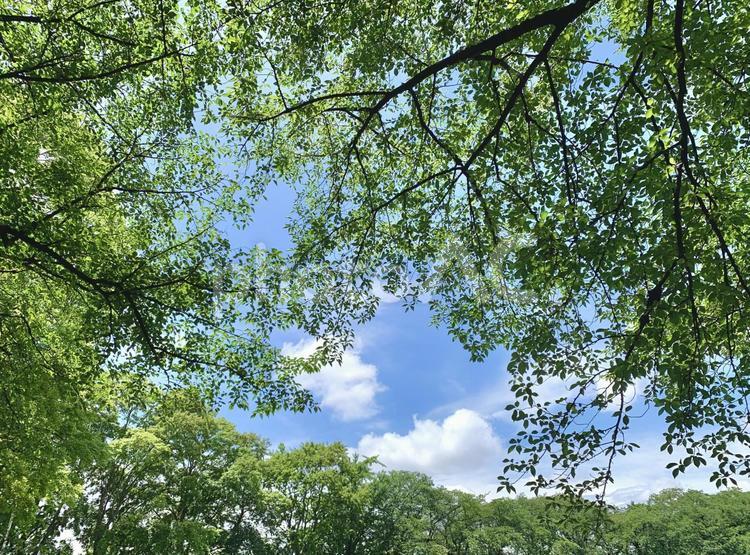 青空と葉っぱフレーム3 青空,葉っぱ,新緑の写真素材