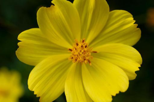 Photo, kivanacosmos, cosmos, autumn, 