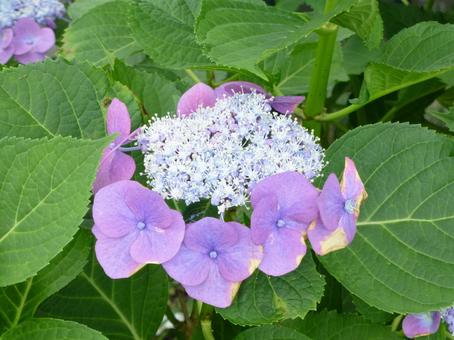 紫色の装飾花が綺麗なアジサイ 紫色の装飾花が綺麗なアジサイ アジサイ,花,植物の写真素材