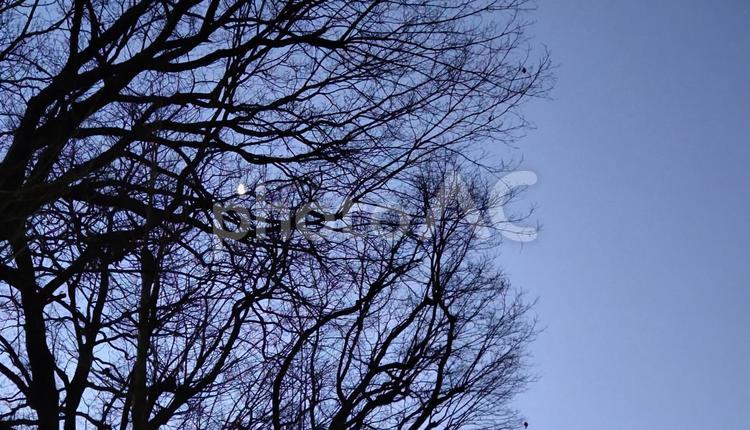 1月の明け方の月 月,明け方,1月の写真素材