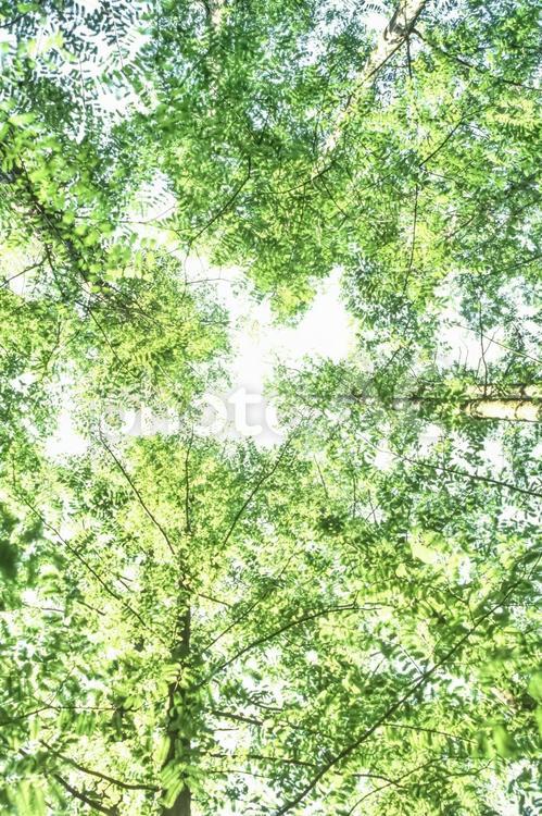 木漏れ日28 春,若葉,植物の写真素材