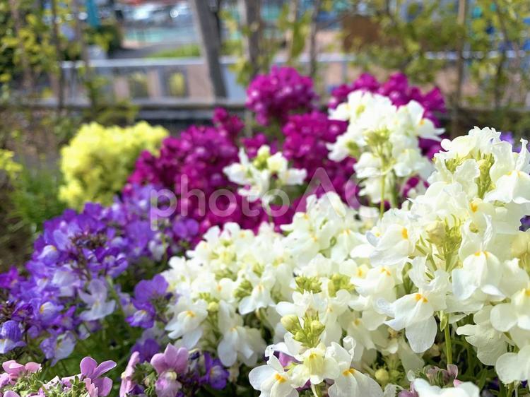 熱海親水公園の花壇 花壇,花,春の写真素材