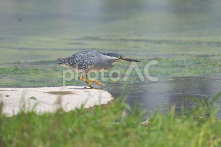 狙いをすますササゴイ ササゴイ,サギ,野鳥の写真素材