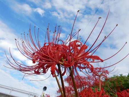 【彼岸花の写真】彼岸花が咲く風景の写真