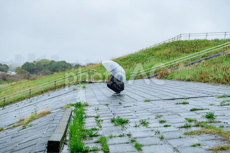 雨の日に土手を散歩する人 雨,雨天,小雨の写真素材