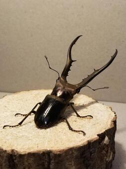 Metalliferhosoaka stag beetle, JPG