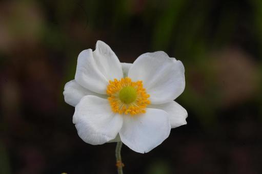 シュウメイギク（秋明菊）の写真