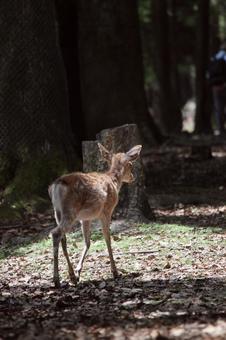 奈良公園シカ 奈良公園シカの写真