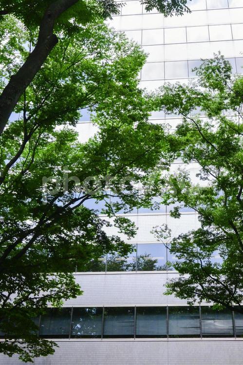 木漏れ日とビル 木漏れ日,ビル,建物の写真素材