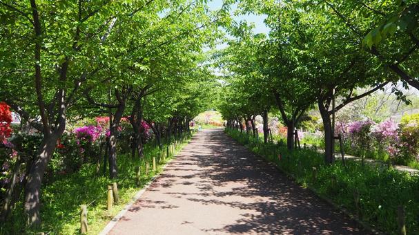 春のなぎさ公園・散歩道のツツジ・江戸川区 春のなぎさ公園・散歩道のツツジ・江戸川区の写真
