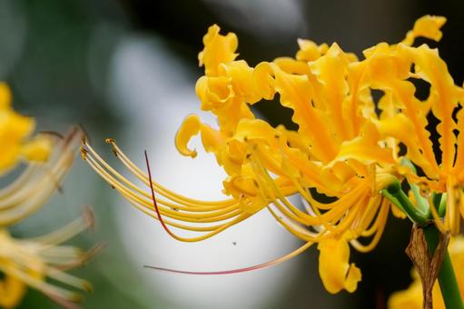 リコリス⑶ リコリス⑶ 花,リコリス,ヒガンバナの写真素材