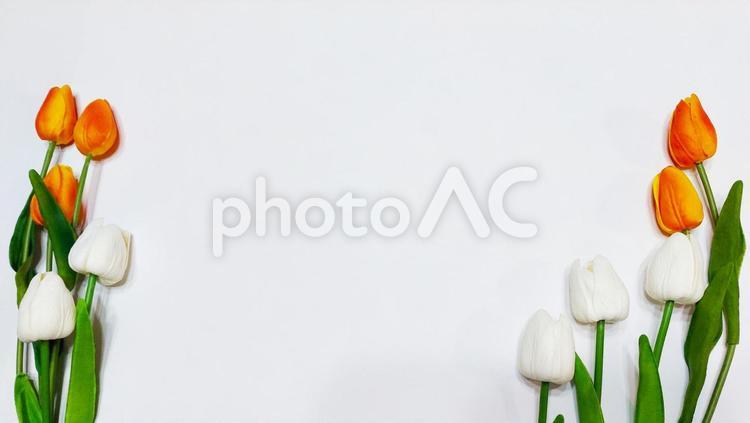チューリップの花のフレーム写真素材 チューリップ,春,背景の写真素材
