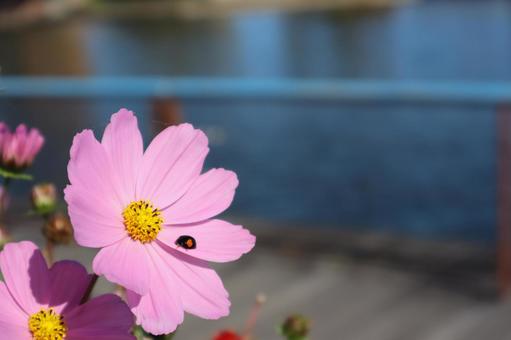 てんとう虫がピンクの花びらにとまる秋桜 てんとう虫,ピンク,花びらの写真素材