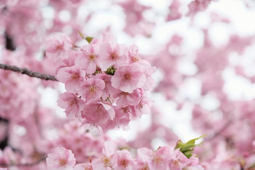 Kawazu cherry blossoms, JPG