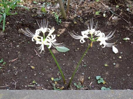 郊外の道沿いに並ぶ白いヒガンバナ ヒガンバナ,花,植物の写真素材