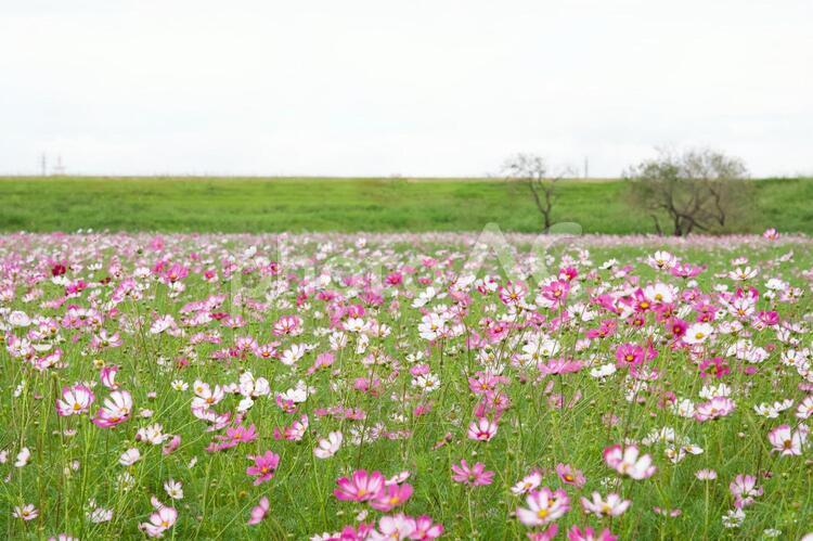 河川敷のコスモス畑 コスモス,コスモス畑,秋の写真素材