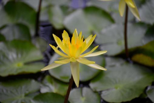 蓮の花♪ 蓮の花♪の写真